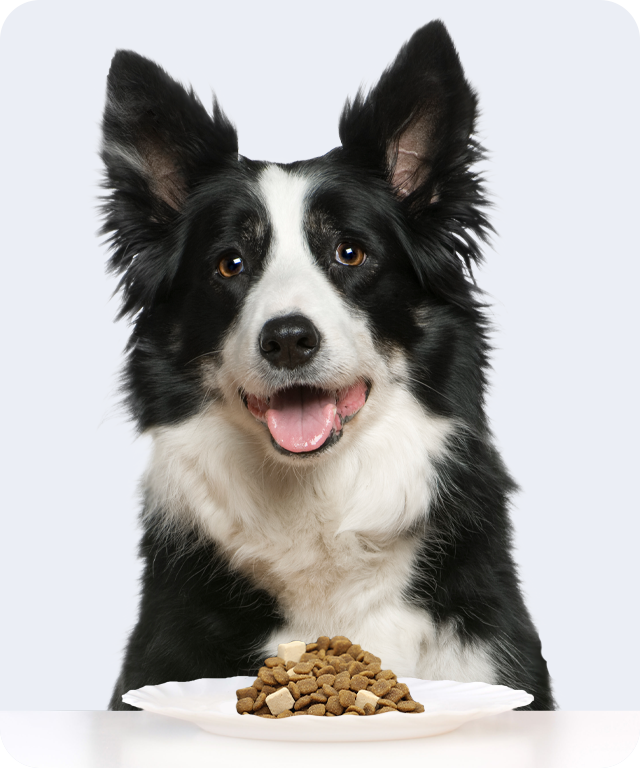 犬与宠物产品