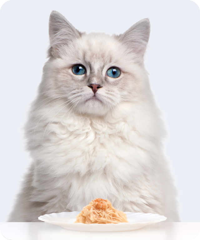 猫与宠物产品